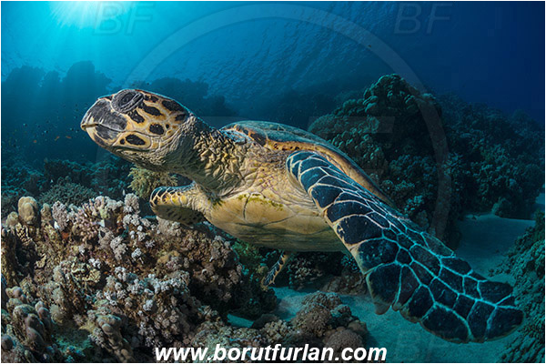 Ras Ghozlani, Sinai, Egypt, Red sea, Chelonia mydas, Cheloniidae, Reptilia, Reptilian, Green Sea Turtle, Turtle, Reef