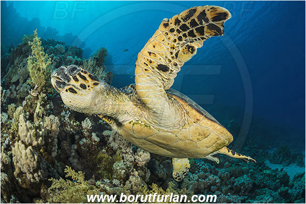 Ras Ghozlani, Sinai, Egypt, Red sea, Chelonia mydas, Cheloniidae, Reptilia, Reptilian, Green Sea Turtle, Turtle, Reef