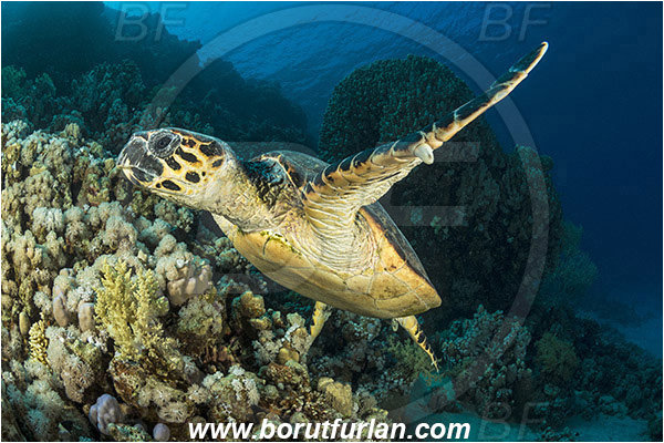 Ras Ghozlani, Sinai, Egypt, Red sea, Chelonia mydas, Cheloniidae, Reptilia, Reptilian, Green Sea Turtle, Turtle, Reef