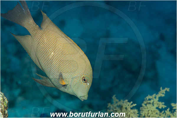 Ras Um Sid, Sinai, Egypt, Red sea, Ctenochaetus striatus, Ctenochaetus, Acanthuridae, Striated surgeonfish, Surgeonfish, Fish