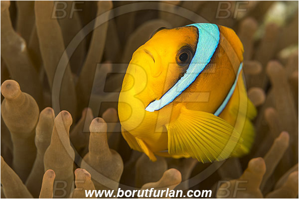 Ras Um Sid, Sinai, Egypt, Red sea, Amphiprion bicinctus, Amphiprion, Pomacentridae, Red Sea Anemonefish, Anemonefish, Red sea Clownfish, Clownfish, Fish