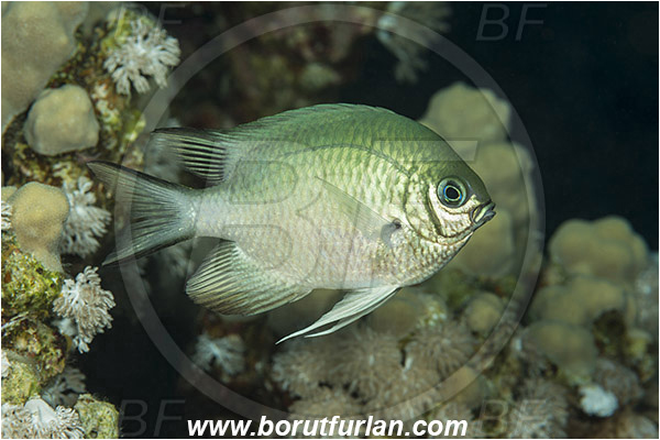 Ras Um Sid, Sinai, Egypt, Red sea, Amblyglyphidodon indicus, Amblyglyphidodon, Pomacentridae, Maldives damselfish, Damselfish, Fish