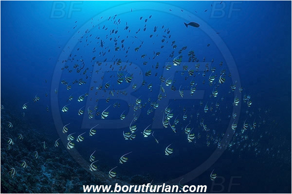 Jackson reef, Straits of Tiran, Sinai, Egypt, Red sea, Heniochus diphreutes, Heniochus, Chaetodontidae, Schooling bannerfish, Bannerfish, Fish, Fish school
