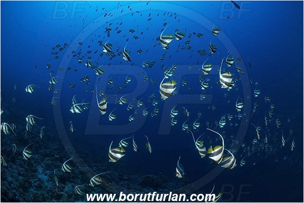 Jackson reef, Straits of Tiran, Sinai, Egypt, Red sea, Heniochus diphreutes, Heniochus, Chaetodontidae, Schooling bannerfish, Bannerfish, Fish, Fish school