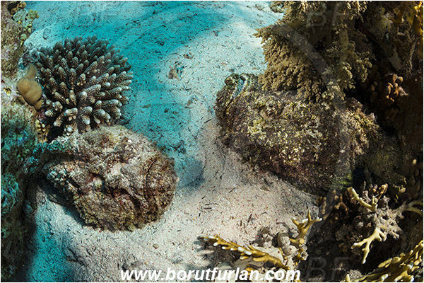 Jackson reef, Straits of Tiran, Sinai, Egypt, Red sea, Synanceia verrucosa, Synanceia, Synanceiidae, Reef Stonefish, Stonefish, Fish, Reef