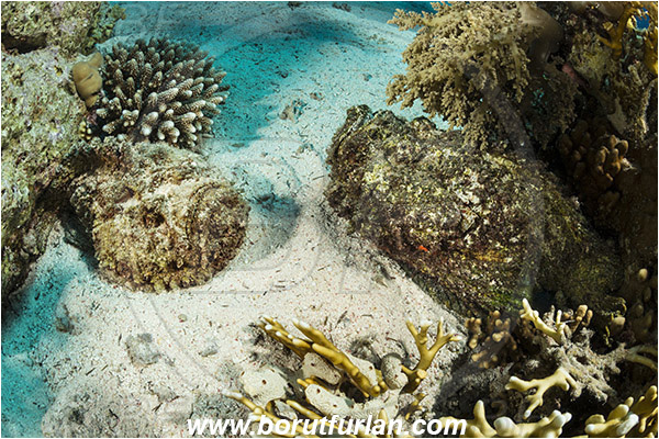 Jackson reef, Straits of Tiran, Sinai, Egypt, Red sea, Synanceia verrucosa, Synanceia, Synanceiidae, Reef Stonefish, Stonefish, Fish, Reef