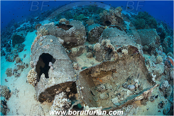 Gordon reef, Straits of Tiran, Sinai, Egypt, Red sea, Reef, Wreck, Barrel, Hard coral