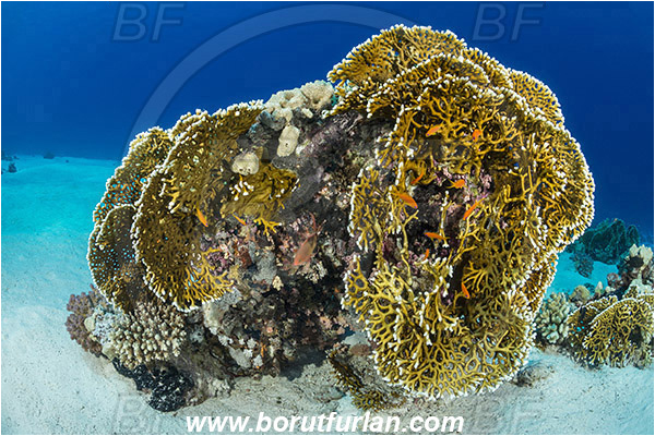 Gordon reef, Straits of Tiran, Sinai, Egypt, Red sea, Millepora dichotoma, Millepora, Milleporidae, Hydrozoa, Cnidaria, Cnidarian, Net fire coral, Fire coral