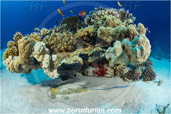 Gordon reef, Straits of Tiran, Sinai, Egypt, Red sea, Taeniura lymma, Taeniura, Dasyatidae, Elasmobranchii, Bluespotted ribbontail ray, Blue spotted stingray, Stingray, Reef
