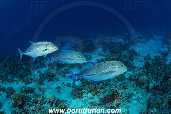 Gordon reef, Straits of Tiran, Sinai, Egypt, Red sea, Caranx melampygus, Caranx, Carangidae, Bluefin trevally, Trevally, Fish, Fish school, Reef