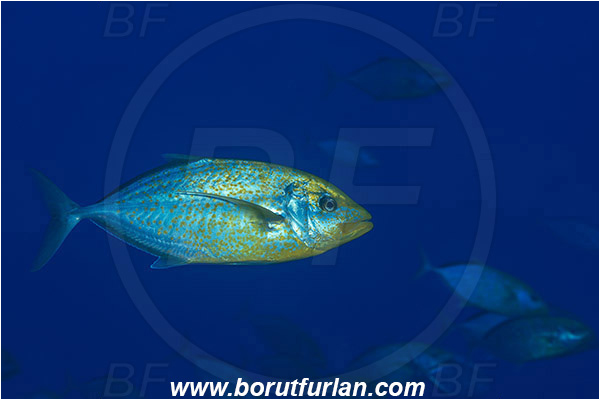 Gordon reef, Straits of Tiran, Sinai, Egypt, Red sea, Carangoides bajad, Carangoides, Carangidae, Orangespotted Trevally, Trevally, Fish