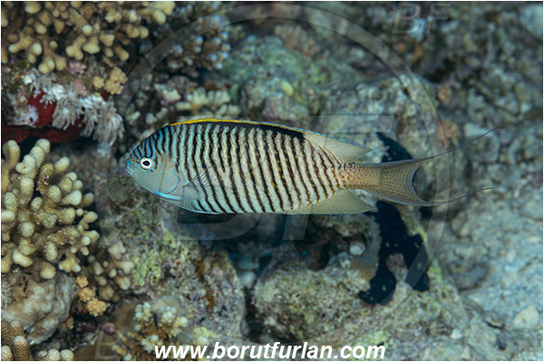 Gordon reef, Straits of Tiran, Sinai, Egypt, Red sea, Genicanthus caudovittatus, Genicanthus, Pomacanthidae, Zebra Lyretail Angelfish, Male, Angelfish, Fish
