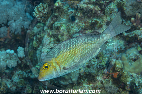 Gordon reef, Straits of Tiran, Sinai, Egypt, Red sea, Lethrinus borbonicus, Lethrinus, Lethrinidae, Snubnose Emperor, Emperor, Fish
