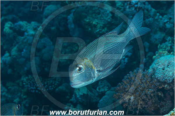 Gordon reef, Straits of Tiran, Sinai, Egypt, Red sea, Monotaxis grandoculis, Monotaxis, Lethrinidae, Bigeye Emperor, Emperor, Fish