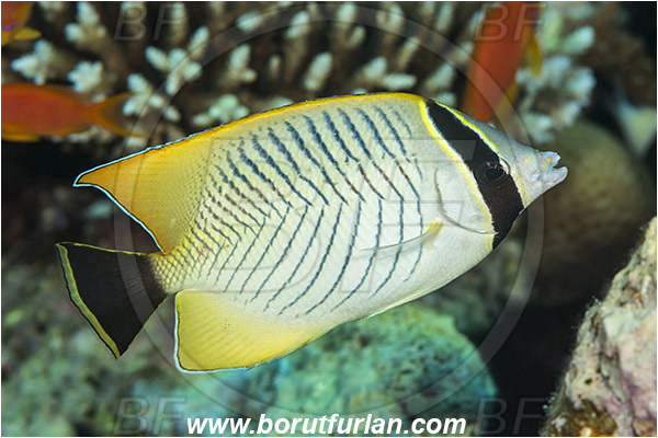 Gordon reef, Straits of Tiran, Sinai, Egypt, Red sea, Chaetodon trifascialis, Chaetodon, Chaetodontidae, Chevroned Butterflyfish, Butterflyfish, Fish
