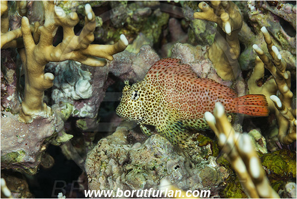 Gordon reef, Straits of Tiran, Sinai, Egypt, Red sea, Exallias brevis, Exallias, Blenniidae, Leopard Blenny, Blenny, Fish