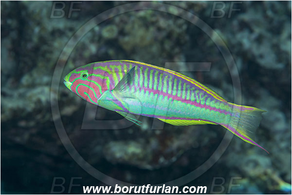 Gordon reef, Straits of Tiran, Sinai, Egypt, Red sea, Thalassoma rueppellii, Thalassoma, Labridae, Klunzinger