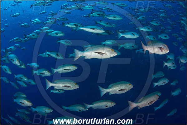 Ras Muhammad, Sinai, Egypt, Red sea, Lutjanus bohar, Lutjanus, Lutjanidae, Two-spot red snapper, Snapper, Fish, Fish school