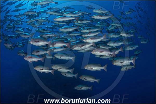 Ras Muhammad, Sinai, Egypt, Red sea, Lutjanus bohar, Lutjanus, Lutjanidae, Two-spot red snapper, Snapper, Fish, Fish school