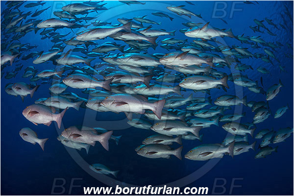 Ras Muhammad, Sinai, Egypt, Red sea, Lutjanus bohar, Lutjanus, Lutjanidae, Two-spot red snapper, Snapper, Fish, Fish school
