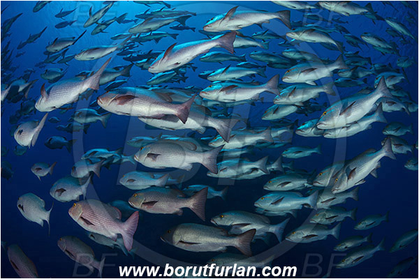 Ras Muhammad, Sinai, Egypt, Red sea, Lutjanus bohar, Lutjanus, Lutjanidae, Two-spot red snapper, Snapper, Fish, Fish school