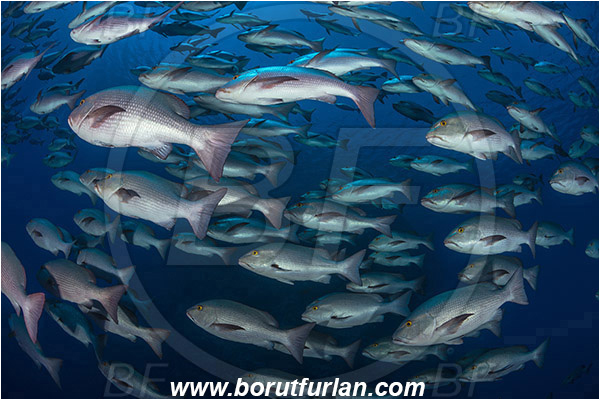 Ras Muhammad, Sinai, Egypt, Red sea, Lutjanus bohar, Lutjanus, Lutjanidae, Two-spot red snapper, Snapper, Fish, Fish school