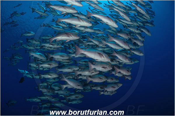 Ras Muhammad, Sinai, Egypt, Red sea, Lutjanus bohar, Lutjanus, Lutjanidae, Two-spot red snapper, Snapper, Fish, Fish school