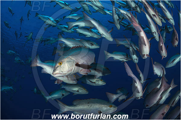 Ras Muhammad, Sinai, Egypt, Red sea, Lutjanus bohar, Lutjanus, Lutjanidae, Two-spot red snapper, Snapper, Fish, Fish school