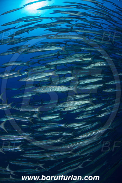 Ras Muhammad, Sinai, Egypt, Red sea, Sphyraena jello, Sphyraena, Sphyraenidae, Pickhandlel Barracuda, Barracuda, Fish, Fish school
