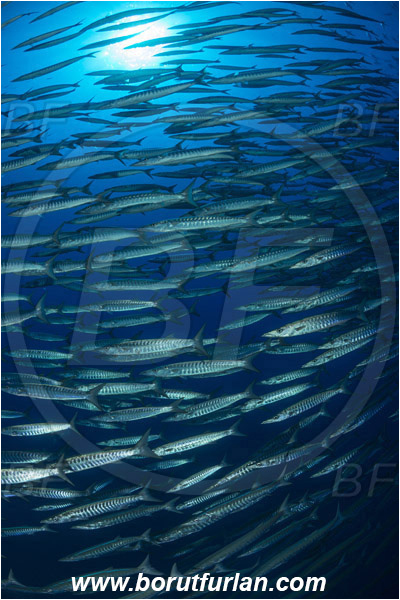 Ras Muhammad, Sinai, Egypt, Red sea, Sphyraena jello, Sphyraena, Sphyraenidae, Pickhandlel Barracuda, Barracuda, Fish, Fish school