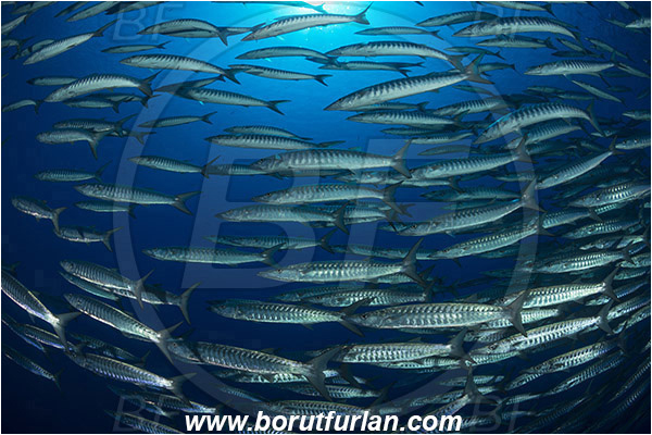 Ras Muhammad, Sinai, Egypt, Red sea, Sphyraena jello, Sphyraena, Sphyraenidae, Pickhandlel Barracuda, Barracuda, Fish, Fish school