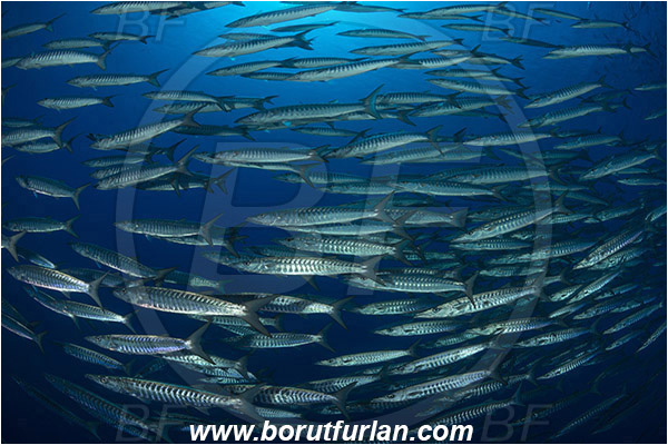 Ras Muhammad, Sinai, Egypt, Red sea, Sphyraena jello, Sphyraena, Sphyraenidae, Pickhandlel Barracuda, Barracuda, Fish, Fish school