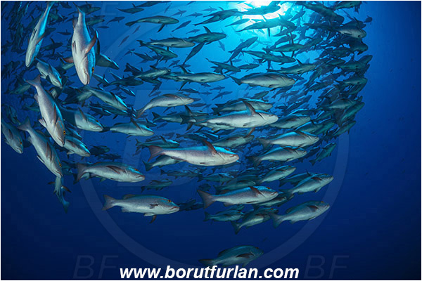 Ras Muhammad, Sinai, Egypt, Red sea, Lutjanus bohar, Lutjanus, Lutjanidae, Two-spot red snapper, Snapper, Fish, Fish school