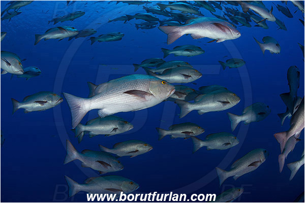 Ras Muhammad, Sinai, Egypt, Red sea, Lutjanus bohar, Lutjanus, Lutjanidae, Two-spot red snapper, Snapper, Fish, Fish school