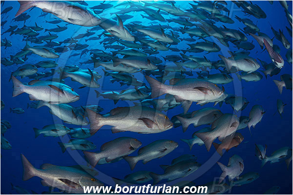 Ras Muhammad, Sinai, Egypt, Red sea, Lutjanus bohar, Lutjanus, Lutjanidae, Two-spot red snapper, Snapper, Fish, Fish school