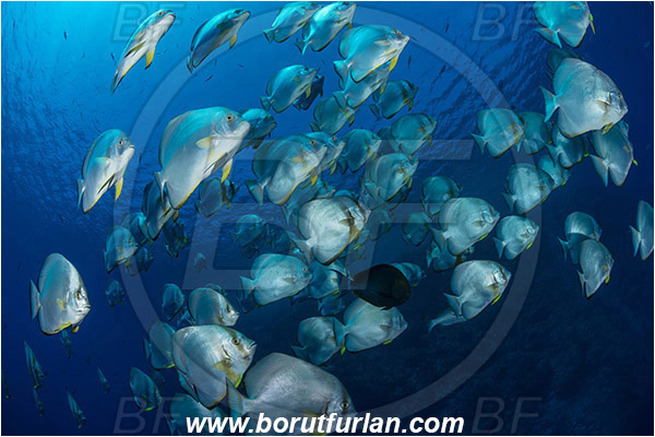 Ras Muhammad, Sinai, Egypt, Red sea, Platax orbicularis, Platax, Ephippidae, Round Batfish, Orbicular batfish, Batfish, Fish, Fish school