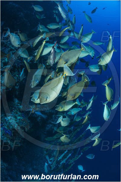 Ras Muhammad, Sinai, Egypt, Red sea, Naso unicornis, Naso, Acanthuridae, Bluespine unicornfish, Unicornfish, Surgeonfish, Fish, Fish school, Reef