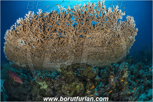 Ras Muhammad, Sinai, Egypt, Red sea, Acropora hyacinthus, Acropora, Acroporidae, Table Coral, Coral, Anthozoa, Cnidaria, Cnidarian, Reef