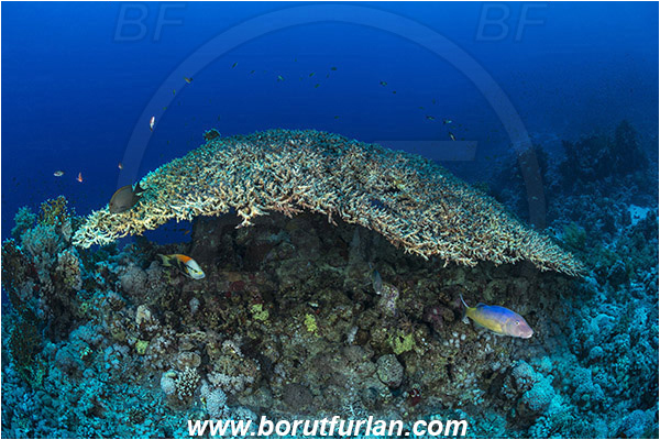 Ras Muhammad, Sinai, Egypt, Red sea, Acropora hyacinthus, Acropora, Acroporidae, Table Coral, Coral, Anthozoa, Cnidaria, Cnidarian, Reef