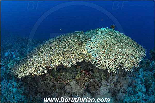 Ras Muhammad, Sinai, Egypt, Red sea, Acropora hyacinthus, Acropora, Acroporidae, Table Coral, Coral, Anthozoa, Cnidaria, Cnidarian, Reef