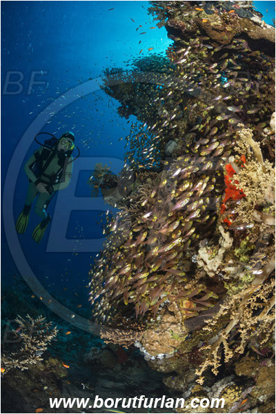 Marsa Bareika, Sinai, Egypt, Red sea, Parapriacanthus ransonneti, Parapriacanthus, Pempheridae, Glassfish, Glassy sweeper, Sweeper, Fish, Fish school, Reef, Diver