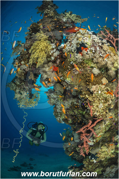 Marsa Bareika, Sinai, Egypt, Red sea, Reef, Diver