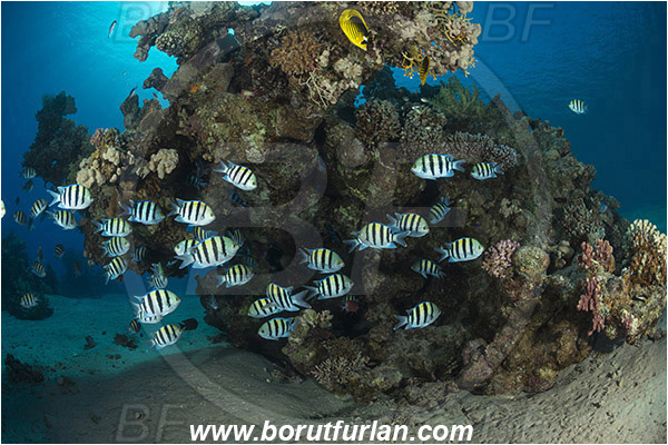 Marsa Bareika, Sinai, Egypt, Red sea, Abudefduf vaigiensis, Abudefduf, Pomacentridae, Indo-Pacific sergeant, Sergeant, Damselfish, Fish, Fish school, Reef