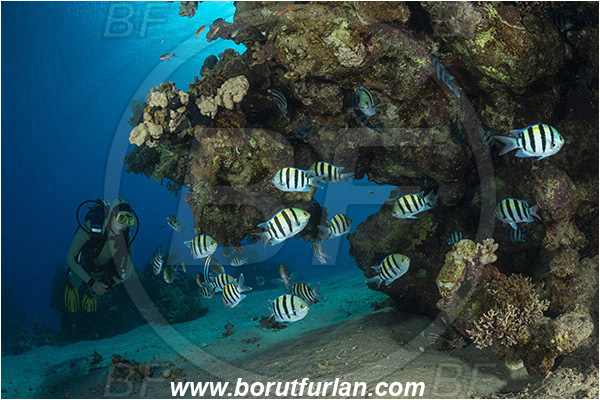 Marsa Bareika, Sinai, Egypt, Red sea, Abudefduf vaigiensis, Abudefduf, Pomacentridae, Indo-Pacific sergeant, Sergeant, Damselfish, Fish, Fish school, Reef, Diver