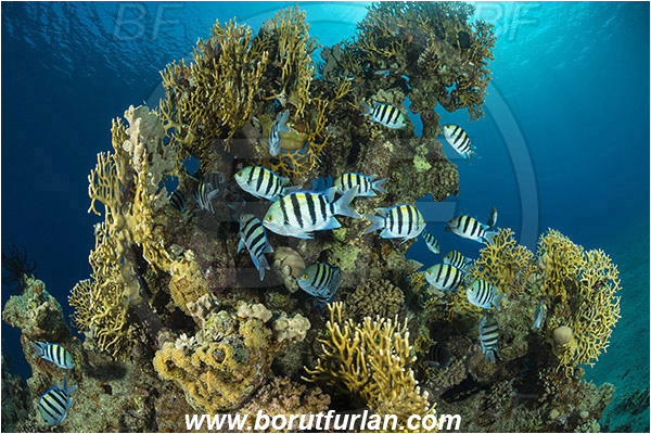 Marsa Bareika, Sinai, Egypt, Red sea, Abudefduf vaigiensis, Abudefduf, Pomacentridae, Indo-Pacific sergeant, Sergeant, Damselfish, Fish, Fish school, Reef