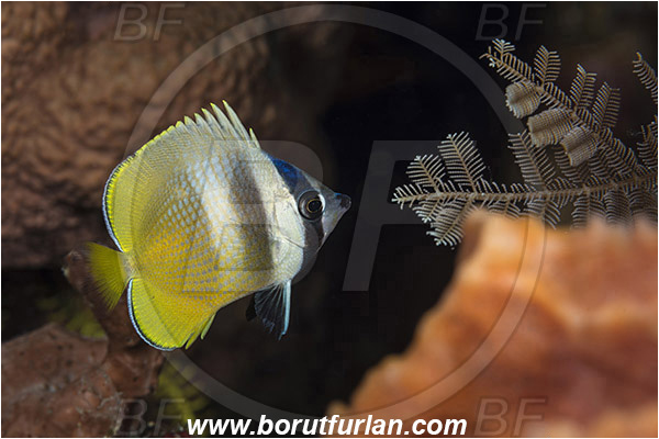 Pura, Alor, Indonesia, Chaetodon kleinii, Chaetodon, Chaetodontidae, Sunburst butterflyfish, Butterflyfish, Fish, Juvenile