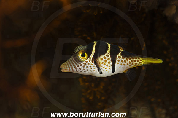 Pura, Alor, Indonesia, Canthigaster valentini, Canthigaster, Tetraodontidae, Black-saddled Puffer, Puffer fish, Fish, Juvenile