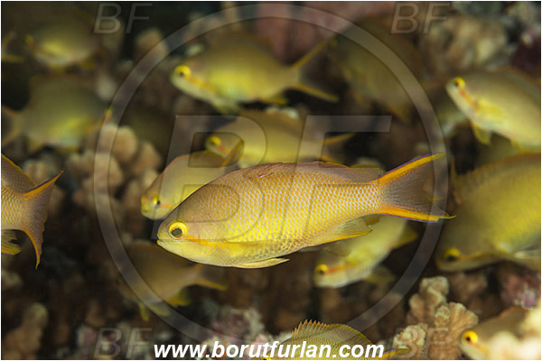 Pantar, Alor, Indonesia, Pseudanthias huchtii, Pseudanthias, Serranidae, Threadfin fairy basslet, Threadfin anthias, Fairy basslet, Fish, Female