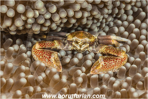 Pura, Alor, Indonesia, Neopetrolisthes maculatus, Neopetrolisthes, Porcellanidae, Decapoda, Porcelain Crab, Crab, Crustacea, Crustacean