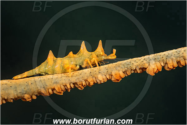 Pura, Alor, Indonesia, Miropandalus hardingi, Miropandalus, Chlorotocellidae, Decapoda, Dragon Shrimp, Shrimp, Crustacea, Crustacean